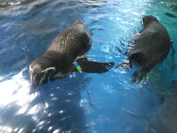 新江ノ島水族館に投稿された画像（2021/4/29）