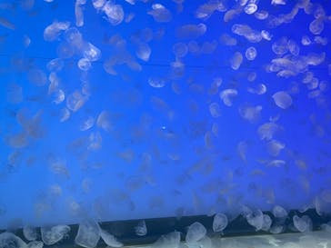 アクアワールド茨城県大洗水族館に投稿された画像（2021/4/29）