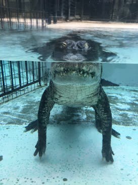 熱川バナナワニ園に投稿された画像（2021/4/29）