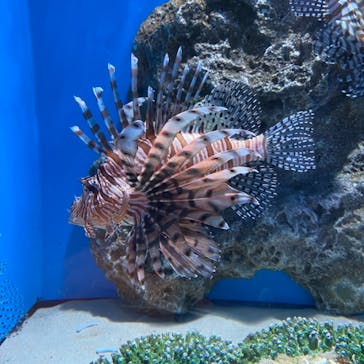 アクアワールド茨城県大洗水族館に投稿された画像（2021/4/29）