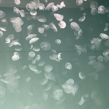 アクアワールド茨城県大洗水族館に投稿された画像（2021/4/29）