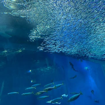 アクアワールド茨城県大洗水族館に投稿された画像（2021/4/29）