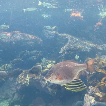 アクアワールド茨城県大洗水族館に投稿された画像（2021/4/29）