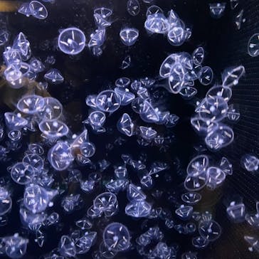 アクアワールド茨城県大洗水族館に投稿された画像（2021/4/29）