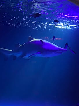 横浜・八景島シーパラダイスに投稿された画像（2021/4/29）