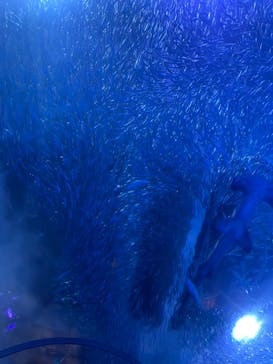 横浜・八景島シーパラダイスに投稿された画像（2021/4/29）