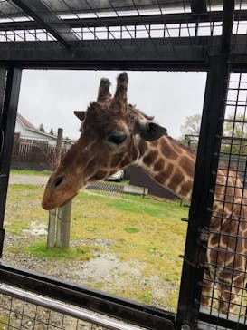 那須サファリパークに投稿された画像（2021/4/29）