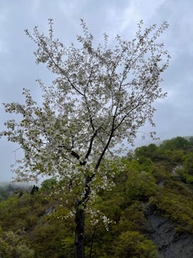 清津峡渓谷トンネルに投稿された画像（2021/4/29）
