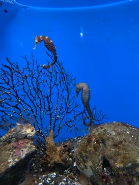 京急油壺マリンパークに投稿された画像（2021/4/29）