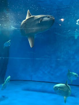 アクアワールド茨城県大洗水族館に投稿された画像（2021/4/29）