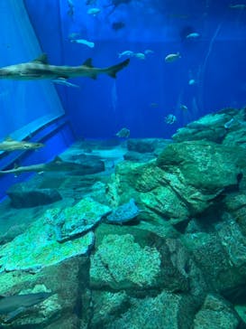アクアワールド茨城県大洗水族館に投稿された画像（2021/4/29）