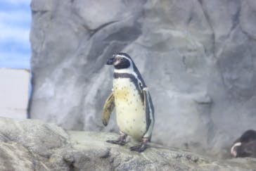 新江ノ島水族館に投稿された画像（2021/4/29）