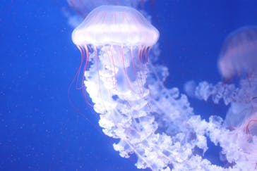 新江ノ島水族館に投稿された画像（2021/4/29）