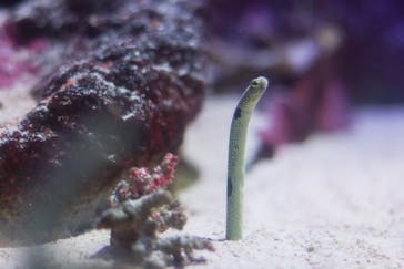 新江ノ島水族館に投稿された画像（2021/4/29）