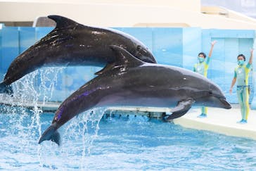 新江ノ島水族館に投稿された画像（2021/4/29）