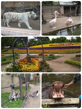 東武動物公園に投稿された画像（2021/4/29）