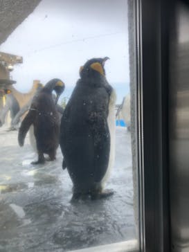 旭川市旭山動物園に投稿された画像（2021/4/30）