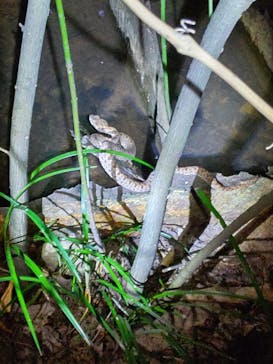 西表島 ADVENTURE PiPi（アドベンチャーピピ）に投稿された画像（2021/4/30）