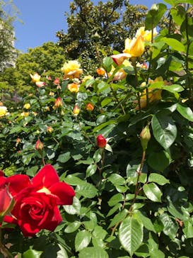 鳩山会館に投稿された画像（2021/4/30）