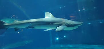 アクアワールド茨城県大洗水族館に投稿された画像（2021/4/30）