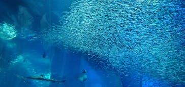 アクアワールド茨城県大洗水族館に投稿された画像（2021/4/30）