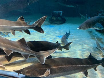 鳥羽水族館に投稿された画像（2021/4/30）