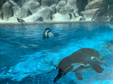 鳥羽水族館に投稿された画像（2021/4/30）