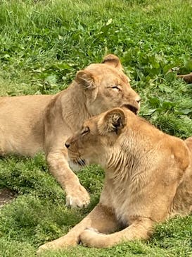 那須サファリパークに投稿された画像（2021/4/30）