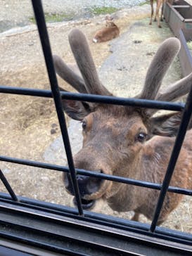 那須サファリパークに投稿された画像（2021/4/30）