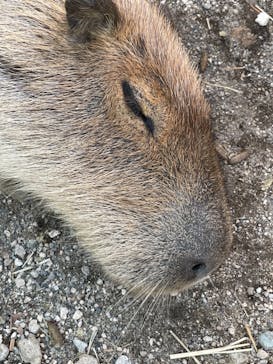 横浜・八景島シーパラダイスに投稿された画像（2021/4/30）