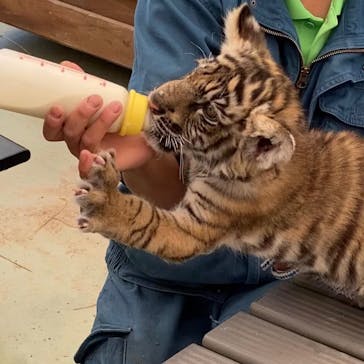 しろとり動物園に投稿された画像（2021/4/30）
