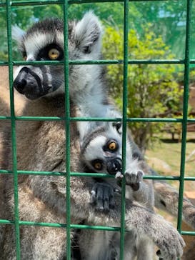 しろとり動物園に投稿された画像（2021/4/30）