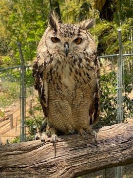 しろとり動物園に投稿された画像（2021/4/30）