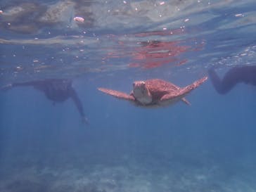 マリンヴィレッジ奄美に投稿された画像（2021/4/30）