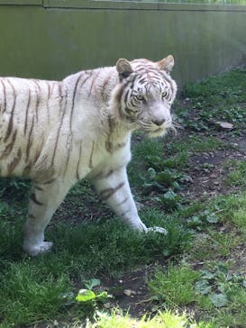 伊豆アニマルキングダムに投稿された画像（2021/4/30）