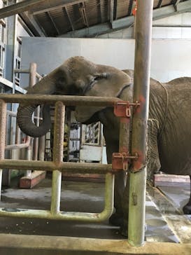 伊豆アニマルキングダムに投稿された画像（2021/4/30）