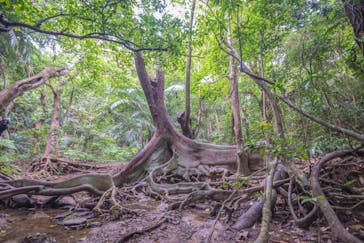 西表島 ADVENTURE PiPi（アドベンチャーピピ）に投稿された画像（2021/4/30）