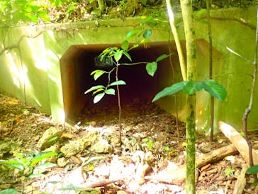 西表島 ADVENTURE PiPi（アドベンチャーピピ）に投稿された画像（2021/4/30）