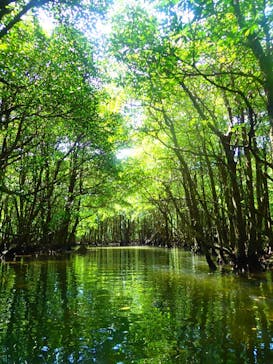 西表島 ADVENTURE PiPi（アドベンチャーピピ）に投稿された画像（2021/4/30）