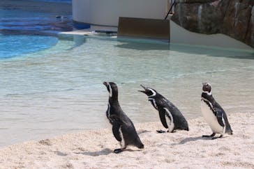大分マリーンパレス水族館 「うみたまご」に投稿された画像（2021/4/30）