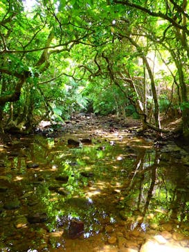 西表島 ADVENTURE PiPi（アドベンチャーピピ）に投稿された画像（2021/4/30）