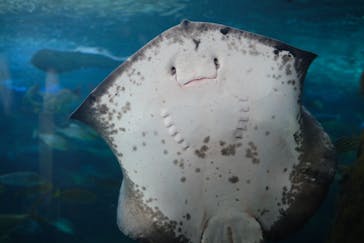 新江ノ島水族館に投稿された画像（2021/4/30）