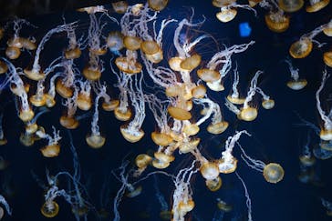 新江ノ島水族館に投稿された画像（2021/4/30）