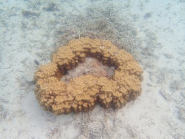 マリンヴィレッジ奄美に投稿された画像（2021/5/1）