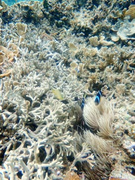 マリンヴィレッジ奄美に投稿された画像（2021/5/1）