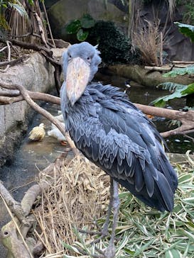 那須どうぶつ王国に投稿された画像（2021/5/1）