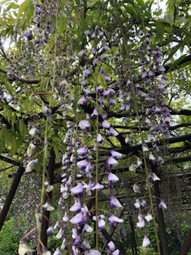 小田原城に投稿された画像（2021/5/1）