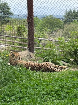 群馬サファリパークに投稿された画像（2021/5/1）