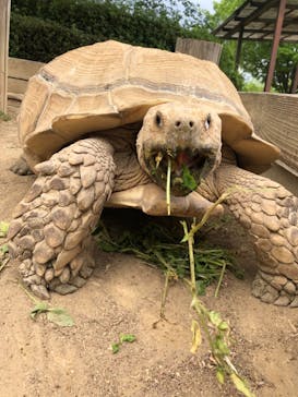 群馬サファリパークに投稿された画像（2021/5/1）