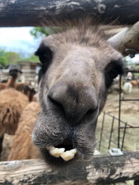 群馬サファリパークに投稿された画像（2021/5/1）